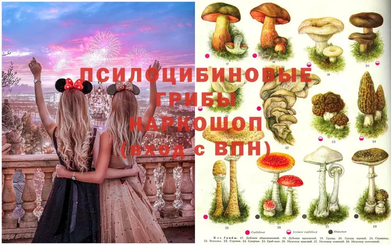 Галлюциногенные грибы Psilocybine cubensis  Жуковка 